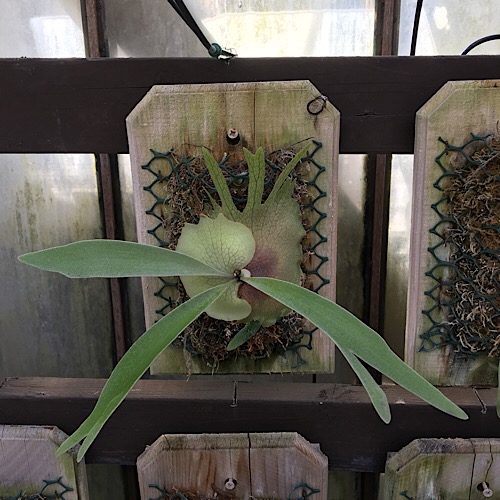 Platycerium veitchii Lemoinei mounted cedar board